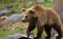 Δίχτυ προστασίας για την καφέ αρκούδα από τον TAP στη Β. Ελλάδα