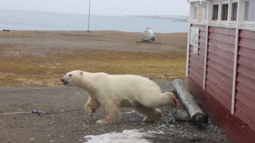 Πολική αρκούδα εισέβαλε σε ξενοδοχείο και «τσάκισε» τα σοκολατάκια (pics) - Φωτογραφία 1
