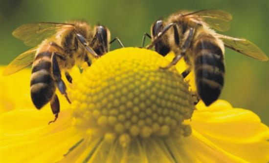 Ποιος είναι ο αριθμός που «κατανοούν» οι μέλισσε - Φωτογραφία 1