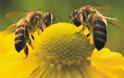 Ποιος είναι ο αριθμός που «κατανοούν» οι μέλισσε