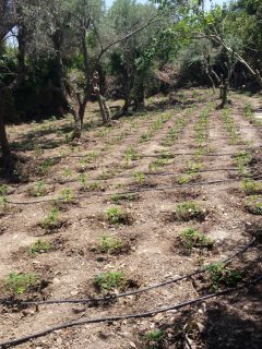 Νέα επιχείρηση της ΕΛ.ΑΣ. στον Μυλοπόταμο - Εντοπίστηκαν πέντε ορφανές φυτείες με 1.449 δενδρύλλια - Φωτογραφία 4