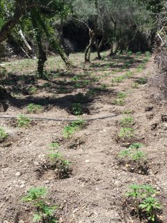 Νέα επιχείρηση της ΕΛ.ΑΣ. στον Μυλοπόταμο - Εντοπίστηκαν πέντε ορφανές φυτείες με 1.449 δενδρύλλια - Φωτογραφία 6