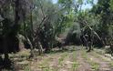 Νέα επιχείρηση της ΕΛ.ΑΣ. στον Μυλοπόταμο - Εντοπίστηκαν πέντε ορφανές φυτείες με 1.449 δενδρύλλια - Φωτογραφία 1