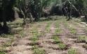 Νέα επιχείρηση της ΕΛ.ΑΣ. στον Μυλοπόταμο - Εντοπίστηκαν πέντε ορφανές φυτείες με 1.449 δενδρύλλια - Φωτογραφία 2