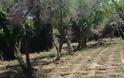 Νέα επιχείρηση της ΕΛ.ΑΣ. στον Μυλοπόταμο - Εντοπίστηκαν πέντε ορφανές φυτείες με 1.449 δενδρύλλια - Φωτογραφία 3