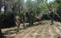 Νέα επιχείρηση της ΕΛ.ΑΣ. στον Μυλοπόταμο - Εντοπίστηκαν πέντε ορφανές φυτείες με 1.449 δενδρύλλια - Φωτογραφία 4