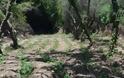 Νέα επιχείρηση της ΕΛ.ΑΣ. στον Μυλοπόταμο - Εντοπίστηκαν πέντε ορφανές φυτείες με 1.449 δενδρύλλια - Φωτογραφία 5