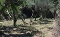 Νέα επιχείρηση της ΕΛ.ΑΣ. στον Μυλοπόταμο - Εντοπίστηκαν πέντε ορφανές φυτείες με 1.449 δενδρύλλια - Φωτογραφία 6
