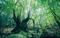 Το αρχαίο κεδρόδασος της Ιαπωνίας βγαλμένο από παραμύθι