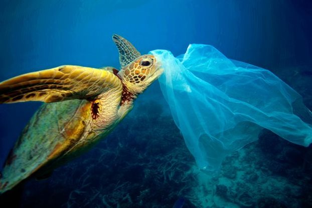 Ταϊλάνδη: Θύμα των πλαστικών προστατευόμενο είδος θαλάσσιας χελώνας - Φωτογραφία 1