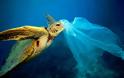Ταϊλάνδη: Θύμα των πλαστικών προστατευόμενο είδος θαλάσσιας χελώνας