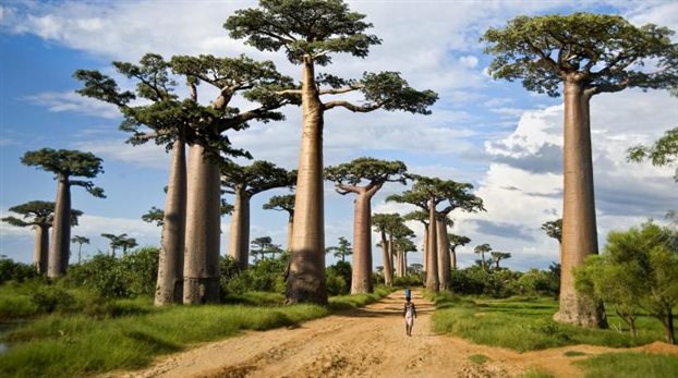Πεθαίνουν μυστηριωδώς τα αρχαιότερα δέντρα της Αφρικής - Φωτογραφία 1