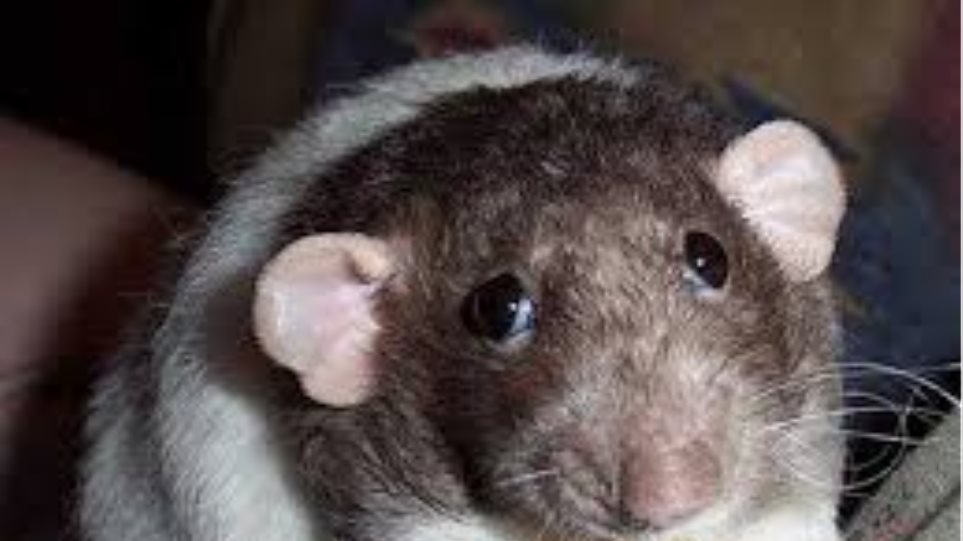 Μετέτρεψαν αρσενικά ποντίκια σε θηλυκά «παίζοντας» με το DNA τους - Φωτογραφία 1