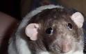 Μετέτρεψαν αρσενικά ποντίκια σε θηλυκά «παίζοντας» με το DNA τους