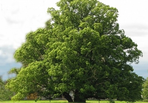Η χρηματιστηριακή και η οικολογική αξία ενός δέντρου - Φωτογραφία 1