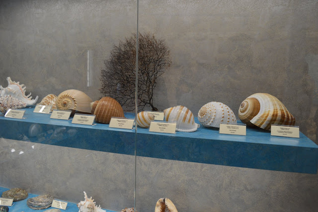 Εντυπωσιακό το Μουσείο θαλάσσιας χλωρίδας και πανίδας στο γειτονικό μας Καστό Λευκάδας (ΦΩΤΟ: ΒΑΣΩ ΠΑΠΠΑ) - Φωτογραφία 18