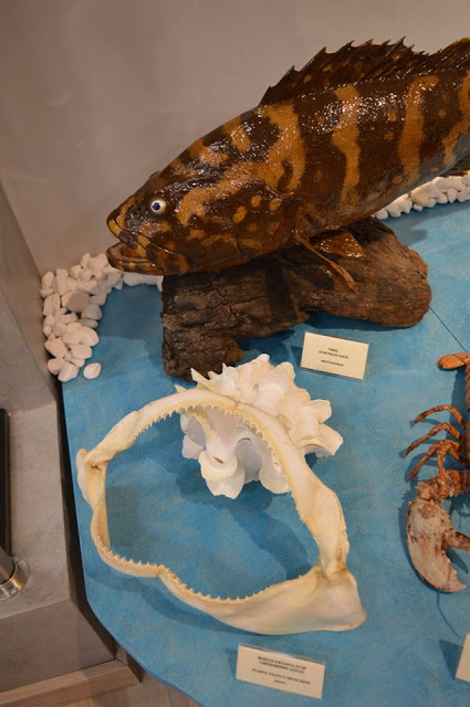 Εντυπωσιακό το Μουσείο θαλάσσιας χλωρίδας και πανίδας στο γειτονικό μας Καστό Λευκάδας (ΦΩΤΟ: ΒΑΣΩ ΠΑΠΠΑ) - Φωτογραφία 19