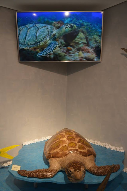 Εντυπωσιακό το Μουσείο θαλάσσιας χλωρίδας και πανίδας στο γειτονικό μας Καστό Λευκάδας (ΦΩΤΟ: ΒΑΣΩ ΠΑΠΠΑ) - Φωτογραφία 23