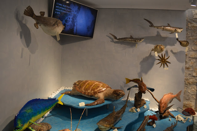 Εντυπωσιακό το Μουσείο θαλάσσιας χλωρίδας και πανίδας στο γειτονικό μας Καστό Λευκάδας (ΦΩΤΟ: ΒΑΣΩ ΠΑΠΠΑ) - Φωτογραφία 25