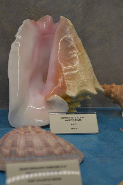 Εντυπωσιακό το Μουσείο θαλάσσιας χλωρίδας και πανίδας στο γειτονικό μας Καστό Λευκάδας (ΦΩΤΟ: ΒΑΣΩ ΠΑΠΠΑ) - Φωτογραφία 29