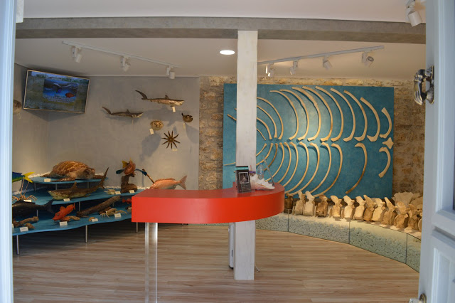Εντυπωσιακό το Μουσείο θαλάσσιας χλωρίδας και πανίδας στο γειτονικό μας Καστό Λευκάδας (ΦΩΤΟ: ΒΑΣΩ ΠΑΠΠΑ) - Φωτογραφία 30