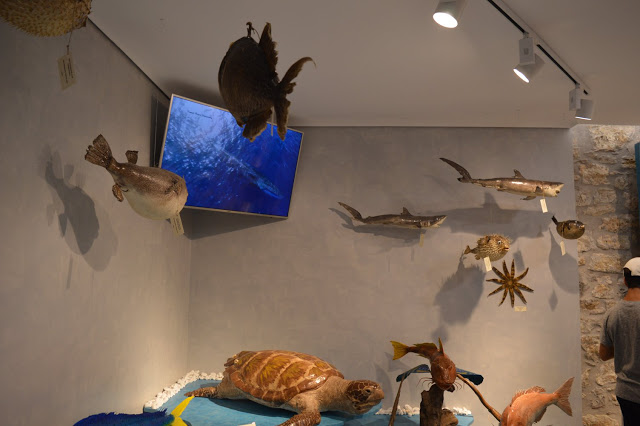 Εντυπωσιακό το Μουσείο θαλάσσιας χλωρίδας και πανίδας στο γειτονικό μας Καστό Λευκάδας (ΦΩΤΟ: ΒΑΣΩ ΠΑΠΠΑ) - Φωτογραφία 32