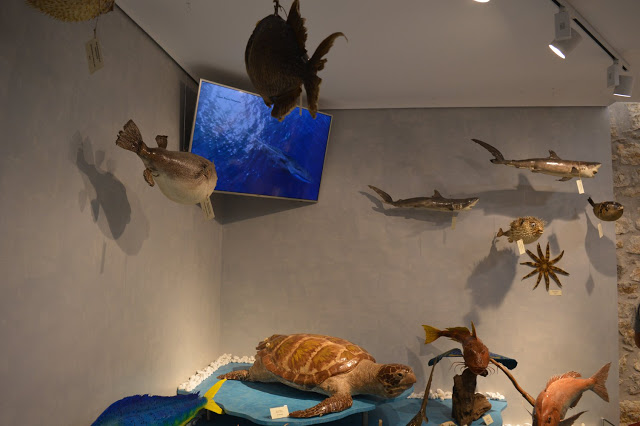 Εντυπωσιακό το Μουσείο θαλάσσιας χλωρίδας και πανίδας στο γειτονικό μας Καστό Λευκάδας (ΦΩΤΟ: ΒΑΣΩ ΠΑΠΠΑ) - Φωτογραφία 36