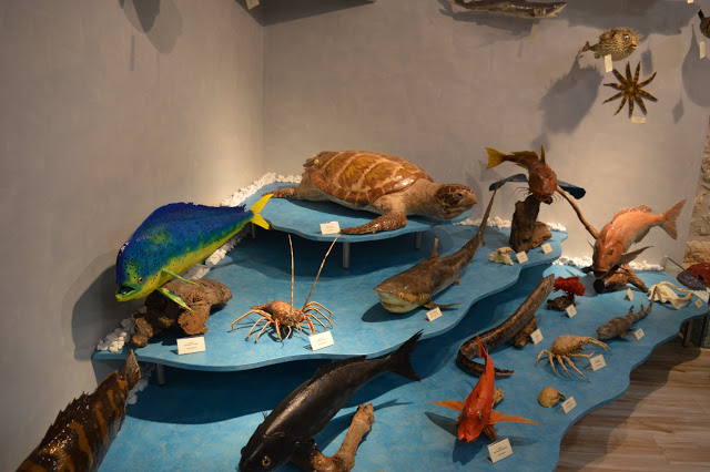 Εντυπωσιακό το Μουσείο θαλάσσιας χλωρίδας και πανίδας στο γειτονικό μας Καστό Λευκάδας (ΦΩΤΟ: ΒΑΣΩ ΠΑΠΠΑ) - Φωτογραφία 41