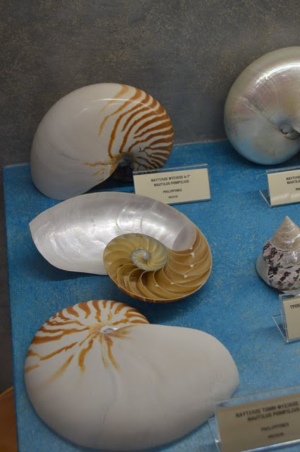 Εντυπωσιακό το Μουσείο θαλάσσιας χλωρίδας και πανίδας στο γειτονικό μας Καστό Λευκάδας (ΦΩΤΟ: ΒΑΣΩ ΠΑΠΠΑ) - Φωτογραφία 50