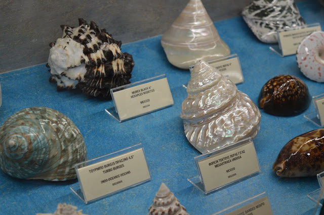 Εντυπωσιακό το Μουσείο θαλάσσιας χλωρίδας και πανίδας στο γειτονικό μας Καστό Λευκάδας (ΦΩΤΟ: ΒΑΣΩ ΠΑΠΠΑ) - Φωτογραφία 57