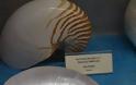 Εντυπωσιακό το Μουσείο θαλάσσιας χλωρίδας και πανίδας στο γειτονικό μας Καστό Λευκάδας (ΦΩΤΟ: ΒΑΣΩ ΠΑΠΠΑ) - Φωτογραφία 14