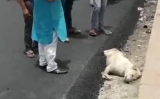 Φρίκη: Ασφαλτόστρωσαν σκύλο που κοιμόταν στην άκρη του δρόμου [video] - Φωτογραφία 1