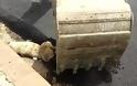 Φρίκη: Ασφαλτόστρωσαν σκύλο που κοιμόταν στην άκρη του δρόμου [video] - Φωτογραφία 2