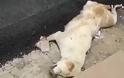 Φρίκη: Ασφαλτόστρωσαν σκύλο που κοιμόταν στην άκρη του δρόμου [video] - Φωτογραφία 3
