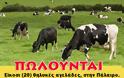 Πωλούνται 20 αγελάδες στην περιοχή ΠΑΛΑΙΡΟΥ Αιτωλοακαρνανίας