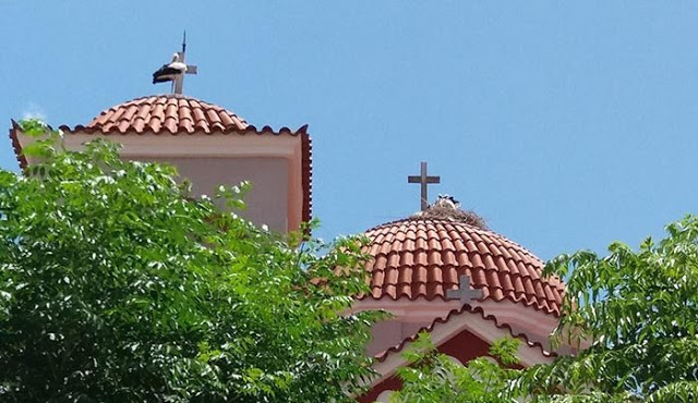 Καλύβια: Τα πελαργάκια της εκκλησίας… (φωτο) - Φωτογραφία 1