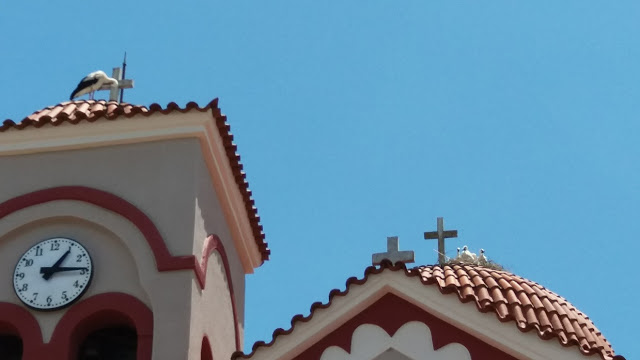 Καλύβια: Τα πελαργάκια της εκκλησίας… (φωτο) - Φωτογραφία 3