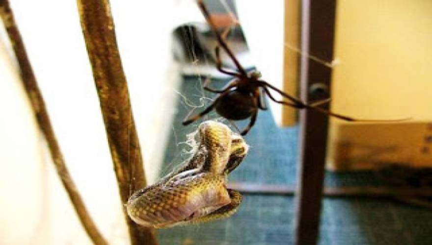 Εφιάλτης! Δείτε τι συμβαίνει αν σκοτώσεις μία θηλυκή αράχνη... [video] - Φωτογραφία 1