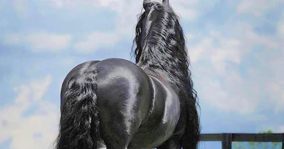 Από πίσω μοιάζει με ένα συνηθισμένο άλογο - Μόλις όμως γυρίσει θα εντυπωσιαστείτε από την σπάνια ομορφιά του [photos] - Φωτογραφία 1