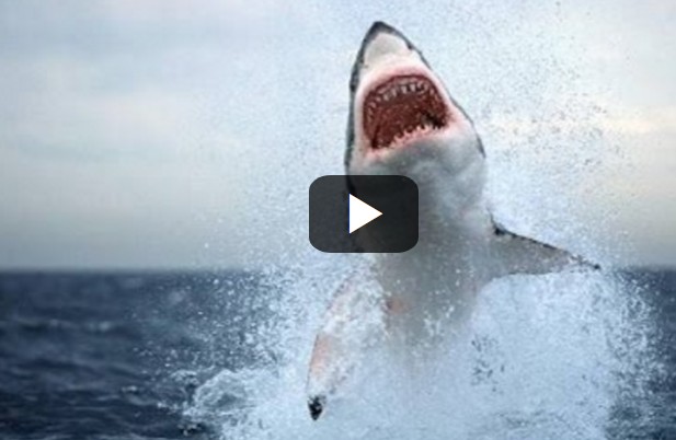Αυτά είναι τα είδη καρχαριών στην Ελλάδα [video] - Φωτογραφία 1