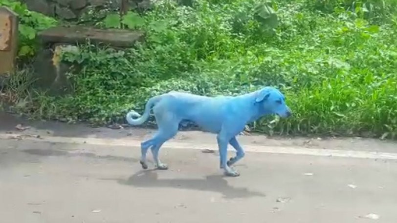 Σοκ στην Ινδία: Σκύλοι αλλάζουν χρώμα και γίνονται μπλε - Ο λόγος που συμβαίνει αυτό, σοκάρει... [photos] - Φωτογραφία 1