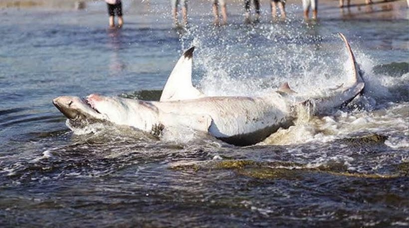 Απίστευτο περιστατικό! Λευκός καρχαρίας στραβοκατάπιε θαλάσσιο λέοντα και να τι έπαθε... [video] - Φωτογραφία 1