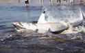 Απίστευτο περιστατικό! Λευκός καρχαρίας στραβοκατάπιε θαλάσσιο λέοντα και να τι έπαθε... [video]