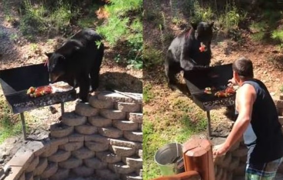 Πεινασμένη αρκούδα κάνει «ντου» σε μπάρμπεκιου και αρπάζει ό,τι βρει! [video] - Φωτογραφία 1
