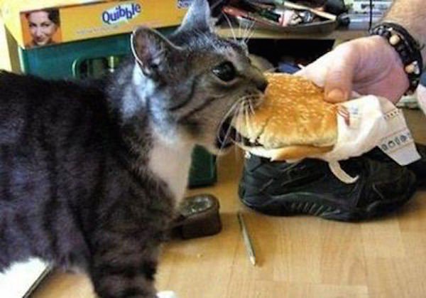 Δείτε ζώα που προσπαθούν να φάνε με τον δικό τους... τρόπο! [photos] - Φωτογραφία 10