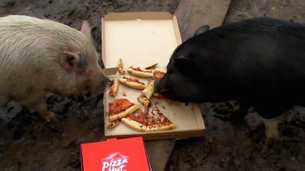 Δείτε ζώα που προσπαθούν να φάνε με τον δικό τους... τρόπο! [photos] - Φωτογραφία 11