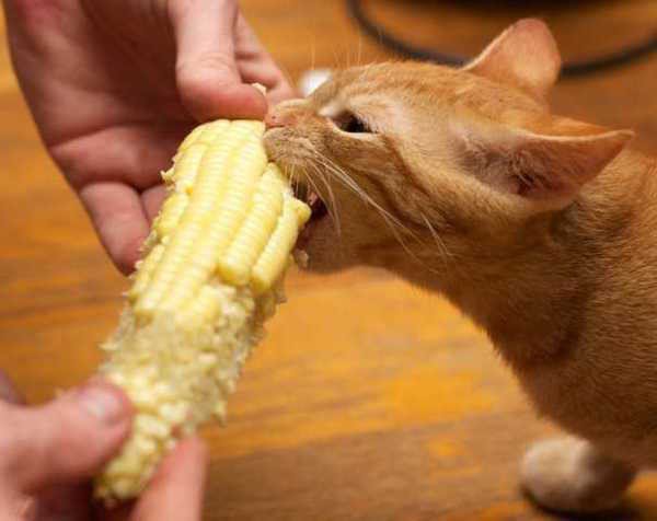 Δείτε ζώα που προσπαθούν να φάνε με τον δικό τους... τρόπο! [photos] - Φωτογραφία 4
