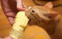 Δείτε ζώα που προσπαθούν να φάνε με τον δικό τους... τρόπο! [photos] - Φωτογραφία 4