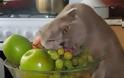 Δείτε ζώα που προσπαθούν να φάνε με τον δικό τους... τρόπο! [photos] - Φωτογραφία 8