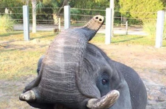 Ο λιχούδης ελέφαντας – Προτίμησε το φαγητό από την ελευθερία του - Φωτογραφία 1